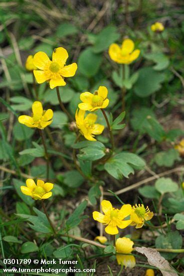 Maybe you would like to learn more about one of these? 42 best Beautiful native plants of lower Kittitas County ...