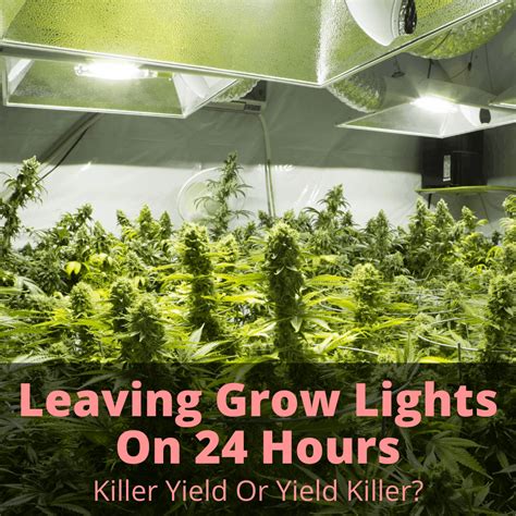 In general, you should not leave grow lights on 24/7. Leaving Grow Lights On 24 Hours: Killer Yield Or Yield ...