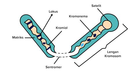 Pengertian Kromosom Fungsi Jumlah Jenis Bentuk Struktur Kuis Sekolah