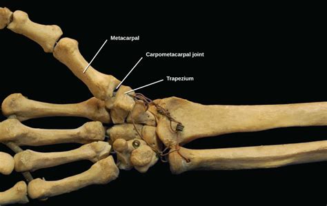 Joints And Skeletal Movement Biology I