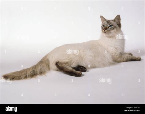 Chocolate Tabby Point Tortie Balinese Cat With Ivory Body And Complete