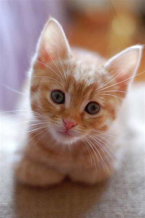Orange Tabby Kitten By Photo By Laurie Cinotto