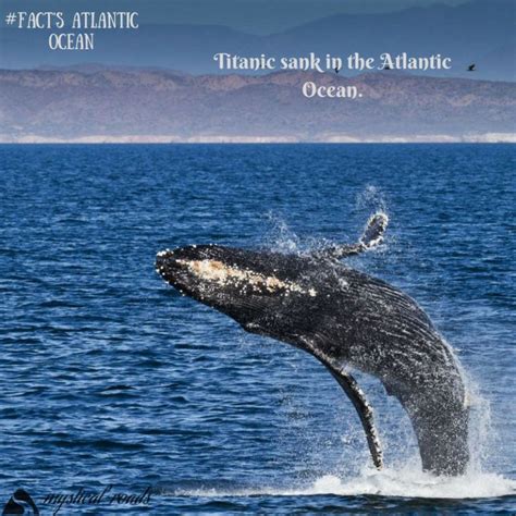 Atlantic Ocean Facts For Kids Atlantic Ocean Animals Atlantic Ocean