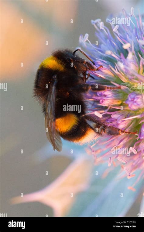 White Tailed Bumble Bee Bombus Leucorum On Sea Holly Stock Photo