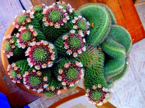 (cacti need water just as much as any other plant. Pin by Felipe on Suculentas e Cactos e Kalanchoes ...