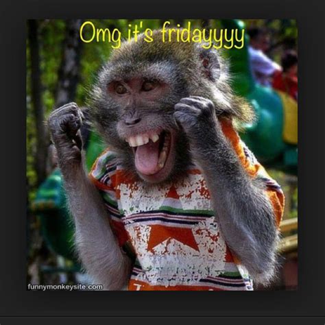 Via Frametastic Friday Funny Pictures Tgif Funny Monkeys Funny