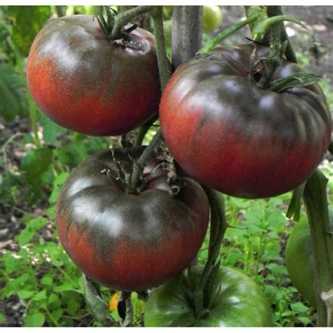 'black krim' tomatoes are heirlooms and thus are not resistant to a variety of tomato diseases. Black Tomato Seeds BLACK FROM TULA