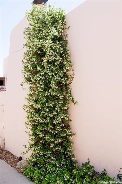 A Versatile Plant How To Care For And Grow Star Jasmine