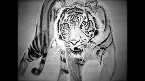 How To Draw Siberian Tiger Full Body Drawing Step By Step Youtube