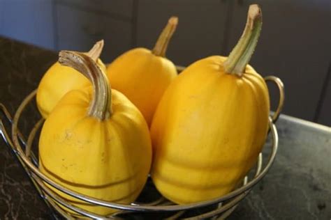 When spaghetti squash is cooked, the fibers present in the squash will give it distinct strands which mostly look like an orange spaghetti. Growing Spaghetti Squash; Planting; Care; Harvesting ...