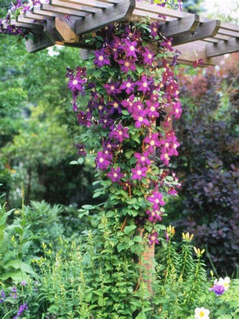 Buy shade loving climbing vines for trellises and ground covers. The Best Perennial Vines for Your Garden | Gardens, Spring ...