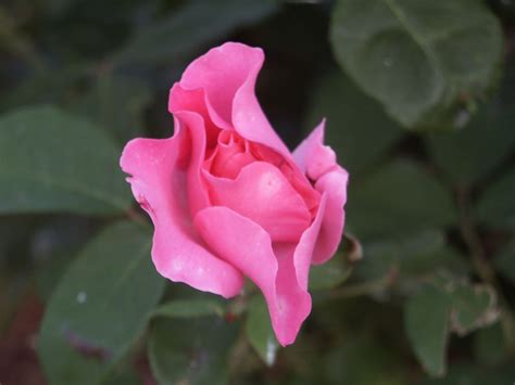 Free Picture Pink Rose Green