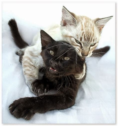 Ras kucing ini memang yang terbaik sih, apalagi bagi penyuka kucing berbulu panjang. 150 Gambar Kucing Lucu dan Imut (Anggora, Persia, Maine ...
