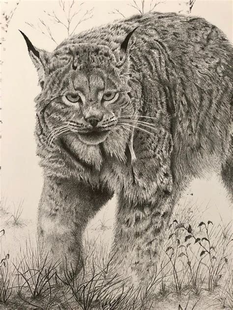 Vintage Lynx Limited Edition Drawing 1350 Signed Pencil Etsy