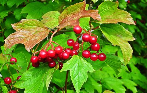Viburnum Fruit Tuin Gratis Foto Op Pixabay Pixabay