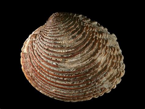 We did not find results for: Molluschi in cucina: Tartufo di mare Venus verrucosa ...