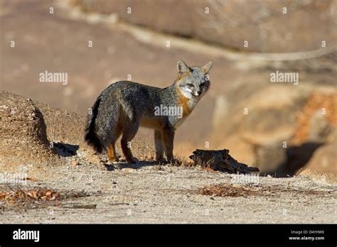 Gray Fox Urocyon Cinereoargenteus Hunting For Prey At Barker Dam