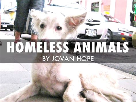 Homeless Animals By Pkyjhope21