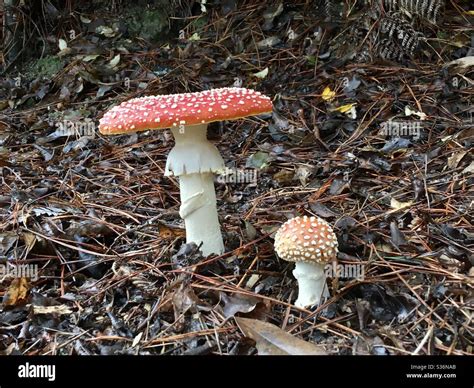 Poisonous Mushrooms In A Forest Stock Photo Alamy