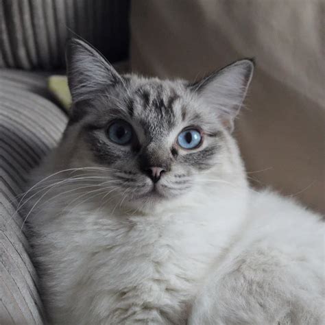 Read more below about uncontrollable coughing and what it means for you. This is Triss, she's a ragdoll/siamese mix but I hope she ...