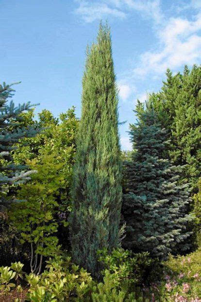 Skyrocket Juniper Has A Tall And Extremely Narrow Columnar Growth Habit