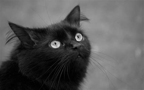 Free download black and white cat 150x150 [1920x1200] for your Desktop