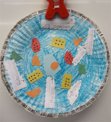 In animal cells, cytokinesis results when a fiber ring composed of a protein called actin around the center of the cell contracts pinching the cell into two daughter cells, each with one nucleus. Animal & Plant Cell Mini-Project | Animal cell project ...
