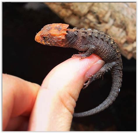 Tribolonotus gracilis. | Cute reptiles, Reptiles and ...