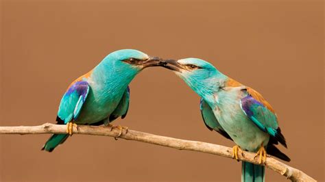 Turquoise Bird Couple Wallpaper Backiee