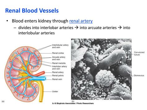 Note their relationship with the renal pelvis and ureters. PPT - The Urinary System PowerPoint Presentation, free ...