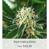 Indica Marijuana Seeds For Sale Images