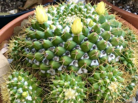 Add this artwork to your favorites. Pin on Cactus - Mamillaria