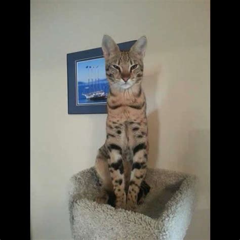 The first savannah produced was by a bengal. F2 Savannah Kittens Available in Ohio Savannah Cats Call ...