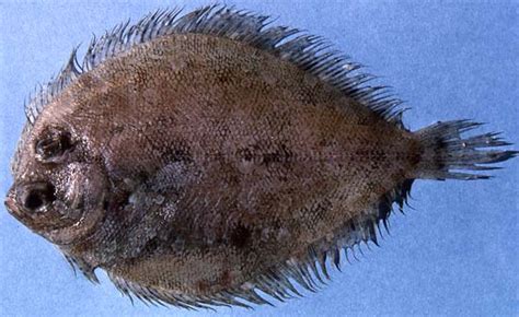 Bothus Ocellatus Discover Fishes