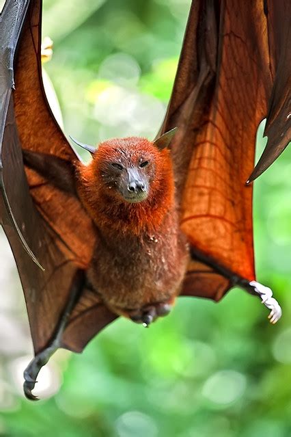 Pictures Of Fruit Bats ~ Fruitbat Hypsignathus Monstrosus Nawpic