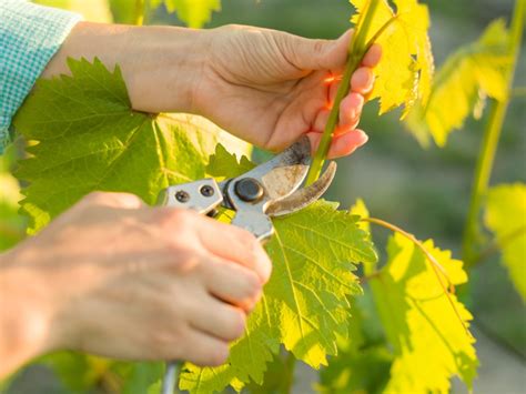 How To Prune Grapes How To Trim A Grapevine