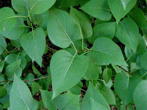 The creamy white flowers arrive after the bush lilacs, generally in late may and early june. Syringa vulgaris - Common Lilac leaves | The wood of lilac ...