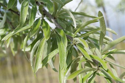 Pyrus Salicifolia Pendula Wilgbladige Peer Pendula Wilgpeer Treurpeer