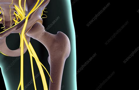 The Nerves Of The Hip Stock Image F0017891 Science Photo Library