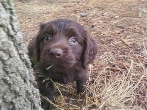 It's also free to list your available puppies and litters on our site. Boykin Spaniel Puppies for Sale in Burkeville, Virginia ...