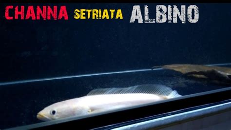 Ikan gabus adalah salah satu jenis ikan yang mengandung banyak protein, sehingga tidak mengherankan jika harga ikan gabus termasuk tinggi di pasaran. CHANNA SETRIATA ALBINO gabus albino auto ikan lokal harga ...