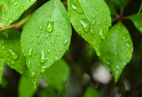 Green Leaves With Rain Water On Them Stockfreedom