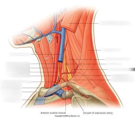 Anatomical Relations Of Brachial Plexus Diagram Quizlet