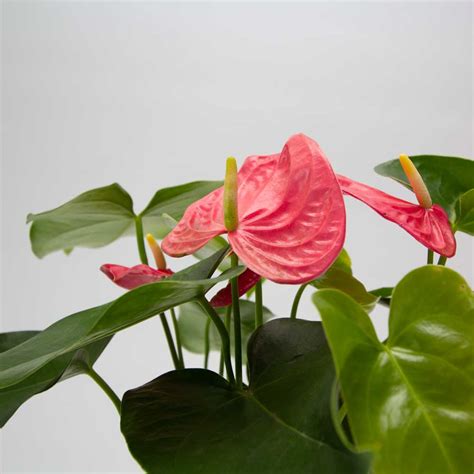 Anthurium Andraeanum Plant Sydney Anthurium Plant Bunnings