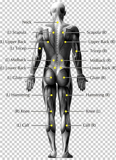 Pain In Spine Low Back Pain Human Body Human Back Anatomy Png Clipart