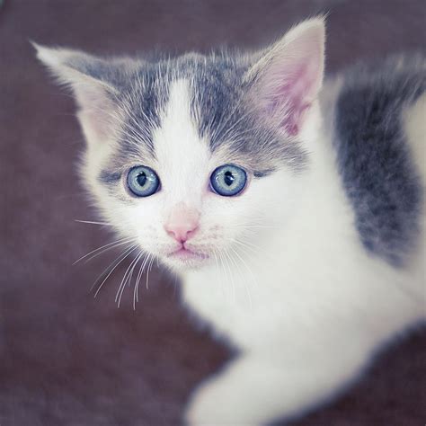 Tiny White And Grey Kitten Looking Up Photograph By Cindy Prins