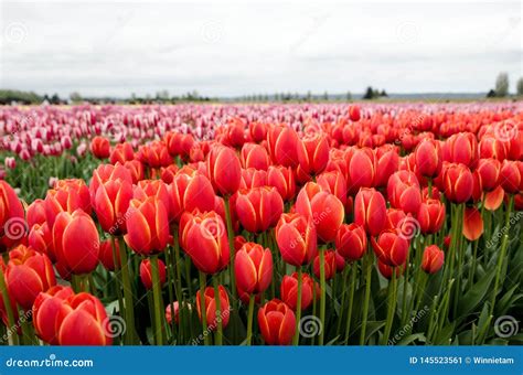Colorful Tulip Field In Mount Vernon Washington Usa Stock Image