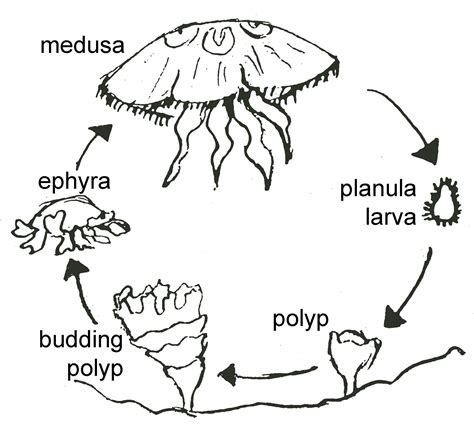 Medusa Moon Jellyfish Jellyfish1 Fish Life Cycle Classroom Hacks