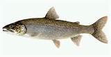 Ice Fishing Lake Trout Images