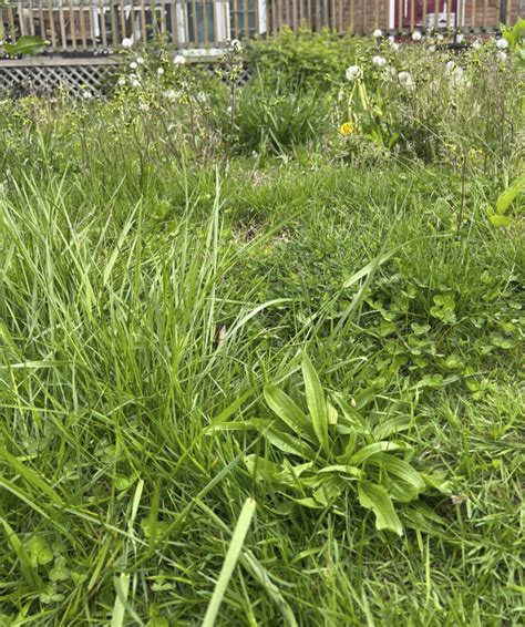 Expert No Mow May Bad For Lawn Important Pollinators The Columbian